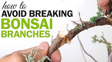 3 Tips on How to Avoid Breaking Bonsai Branches when Bending