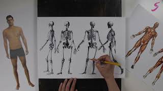 Рисунок. Фигура человека. Анатомия человека