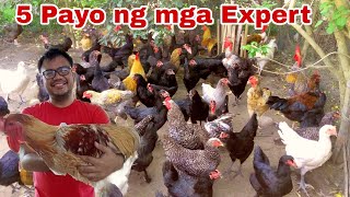 5 Bagay na Mabilis makapag- Paasenso sa Pag-Aalaga ng Manok