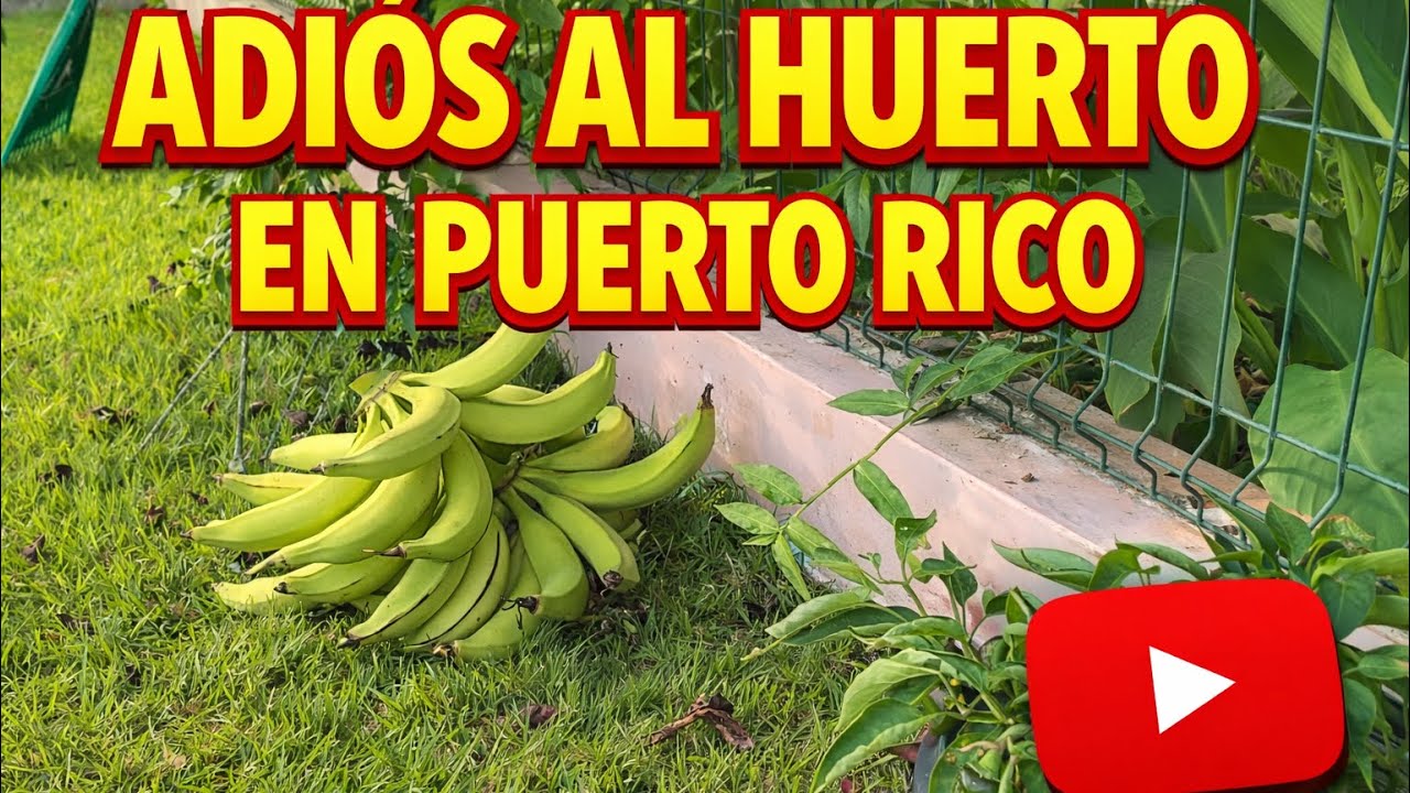 Nos Despedimos Para Siempre de Nuestro Huerto en Puerto Rico - YouTube