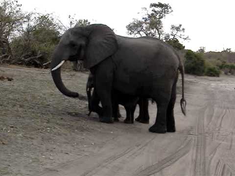 Baby elephant sneezes and scares himself.