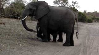 Baby elephant sneezes and scares himself.