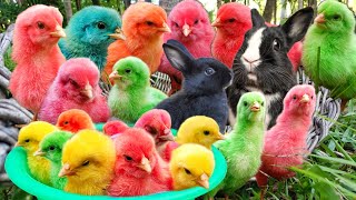 Catch cute chickens, colorful chickens, rainbow chickens, ducks, rabbits, cows, ducks, hamsters, cat