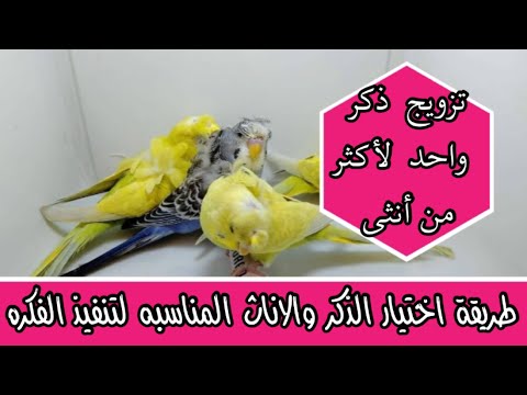 هل يمكن تزويج ذكر واحد لاكثر من انثى في البادجي