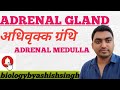 Adrenal gland. Adrenal medulla 