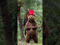 #bear #dancing on a farm