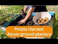 Harvesting Potatoes in above ground planters