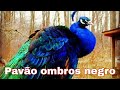 PAVÃO OMBROS NEGRO