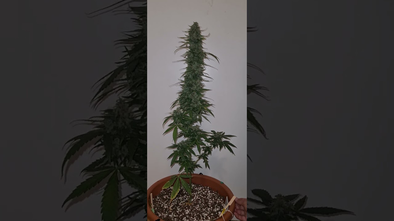 fat banana automatik