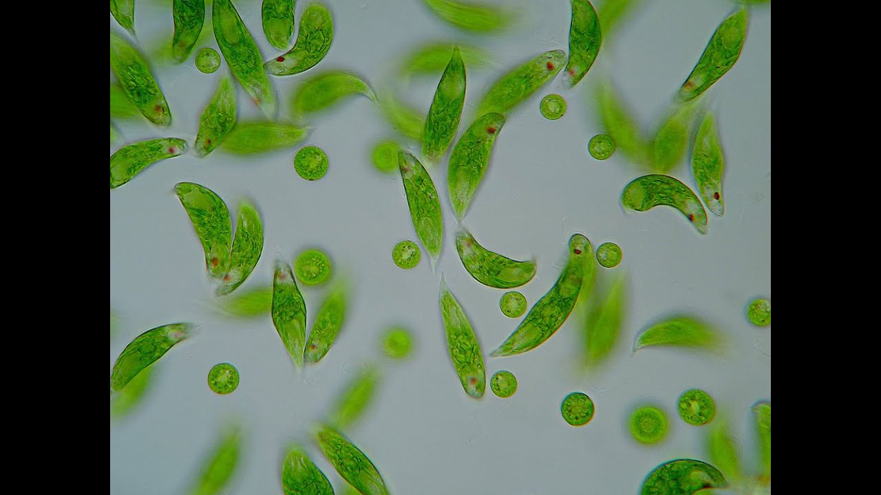 Бактерия водоросль простейшие. Дуналиелла солоноводная. Евглена зелёная водоросоь. Дуналиелла водоросль. Дуналиелла солоноводная водоросли.