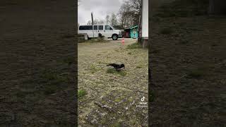 Unser Täglicher Besuch -Vanjam