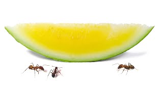Ants Vs Yellow Watermelon Time-Lapse