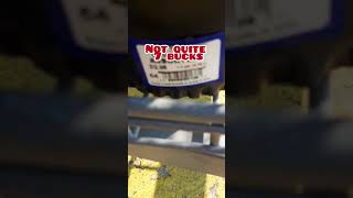 Lowe's Discount Blueberry Plants/#Shorts @TheScaredyCatGardener @Sellers707