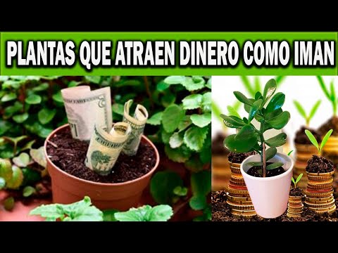 plantas que atraen