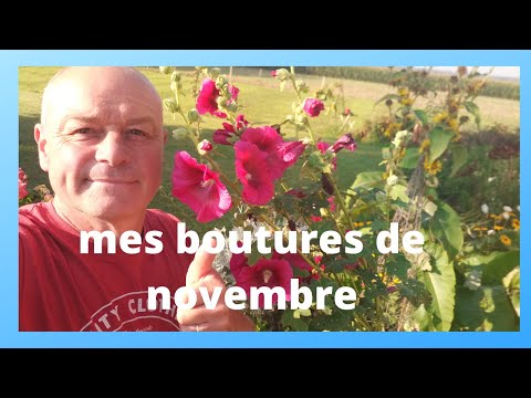 Vidéo: Récolte Des Boutures En Décembre