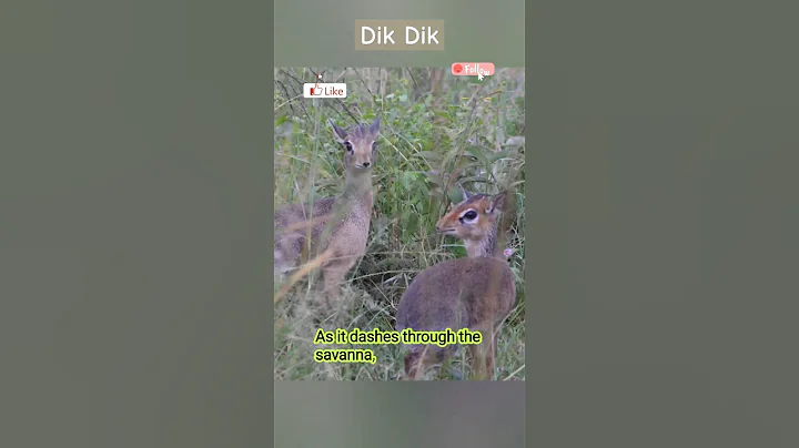 Dik-Dik! The World’s Tiniest Antelope with a BIG Secret!