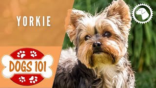 Dogs 101  YORKIE  Top Dog Facts about the YORKIE | DOG BREEDS  #BrooklynsCorner