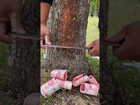 Денежное дерево.🌲🌲🌲#4294 #satisfyingvideo#satisfying#oddlysatisfying#shorts