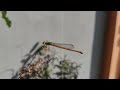 How to catch a damselfly