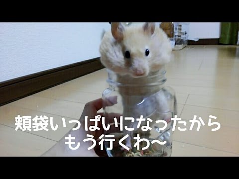 【笑える】頬袋いっぱいになったハムスターのその後!おもしろ可愛いハムスターOf the hamster by which a cheek bag was one 【笑える】頬袋いっぱいになったハムスターのその後!おもしろ可愛いハムスターOf the hamster by which a cheek bag was one