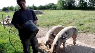 porc de bayeux de plein air