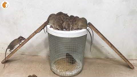 Top 10 Mouse/ Rat Trap | Best Idea Mouse Trap Water 🐭 #02