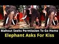 Mahout seeks permission to go home elephant asks for kiss  india9am