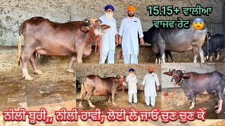 Satnam singh: 95924 36954/ 3 buffalo for sale/ 10-7-26/ vedio lye:70090-48628