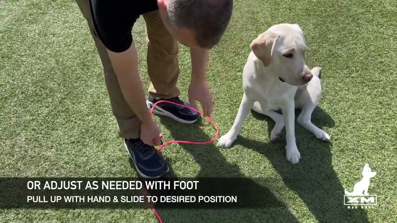 XM | WAG MORE Premium Dog Leash Tutorial - Waist Loop Mode
