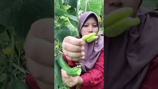 Kebanyakan Makan Timun Bisa Membuat Kita Kehausan.