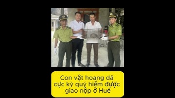 Con vật hoang dã cực kỳ quý hiếm được giao nộp ở Huế #tintuc #dongvat #shortvideo