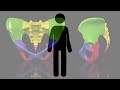 Skeletal System Quiz