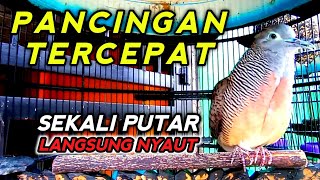 PERKUTUT BANGKOK GACOR Suara Besar Merdu cocok untuk PANCINGAN