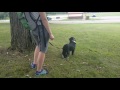 Working a reactive dog positively Working a reactive dog positively