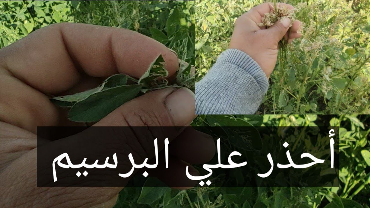 أخطر آفه تدمر البرسيم الحجازي كلياًّ، دوده البرسيم الخضراء اضرارها والمكافحه.