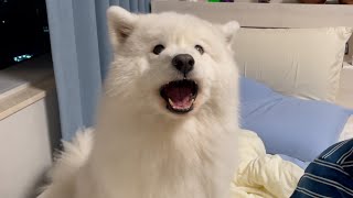 My dog got angry and argued back for the first time! by MochaMilk 464,207 views 2 weeks ago 7 minutes, 12 seconds