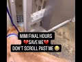 💔 Mimi’s condition has continued to worsen. 💔🐾@YouTube @FRANCE24 #dog #share #pets #sad @USABuzzboi 