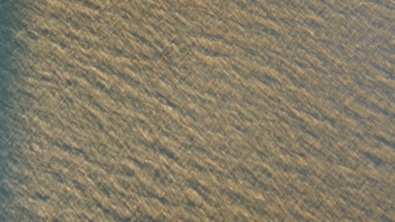 Birds Flying Over Water - Drone 4K Stock Video Footage