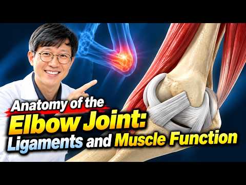 [Medical Animation] Anatomy of the Elbow Joint: Ligaments and Muscle Function