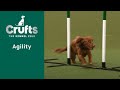 Agility – Championship – S/M - Final  - | ​Crufts 2023