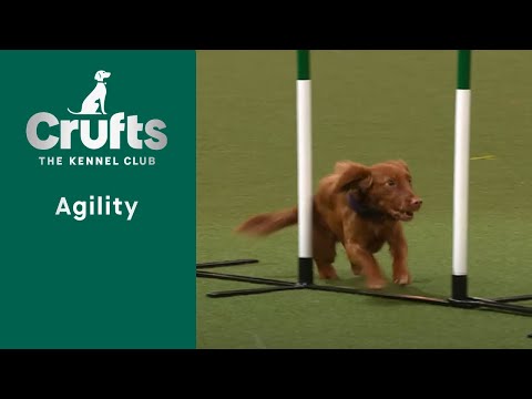 Agility – Championship – S/M - Final  - | ​Crufts 2023