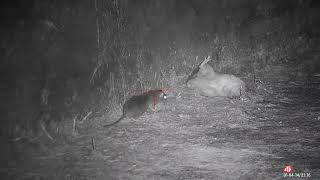 farmyard ratting