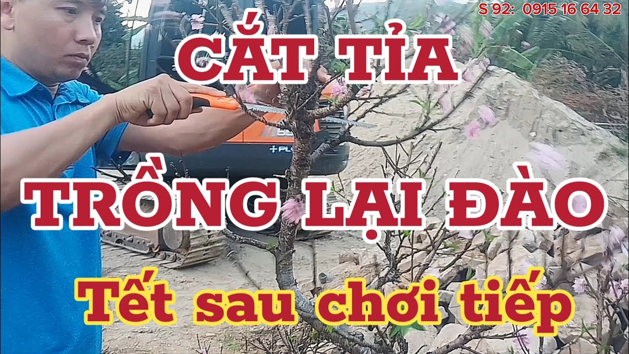 CẮT TỈA - TRỒNG LẠI ĐÀO SAU TẾT