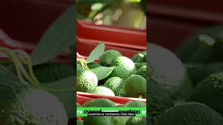 Supermarket Bananas Aren’t Naturally Ripened | The Hidden Ethylene Gas System#shorts