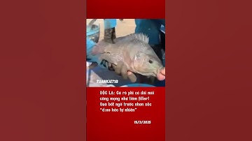 Cá rô phi này sang thật #shortvideo #youtubeshorts #shorts