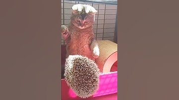 Hoe een egel de favoriet van de gemeenschap werd. #egelredding #overlevenvandieren #wildedieren