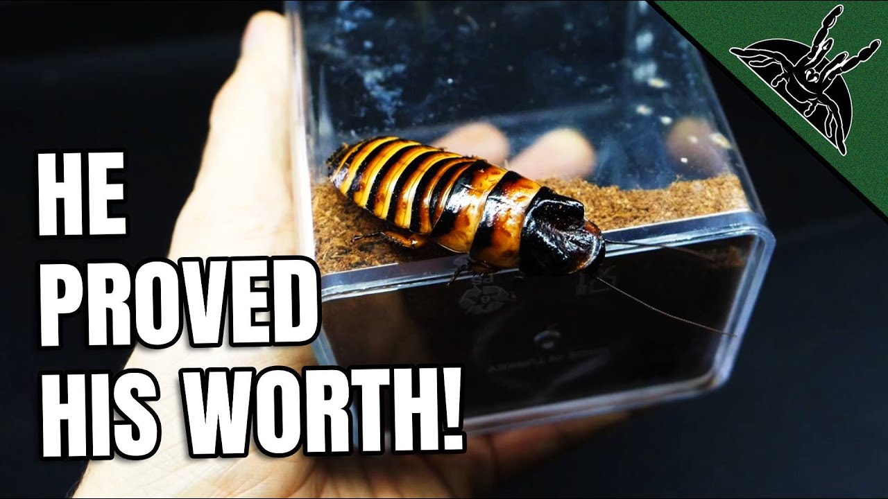 Huge ESCAPED Roach FOUND!