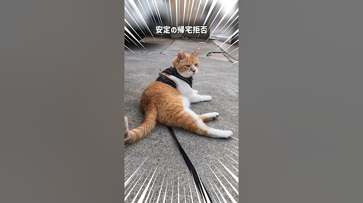 猫の散歩について行ってみた #元野良猫チャチャ　#猫武将 #猫侍 #ネコ #ねこ #cat #猫 #チャチャ