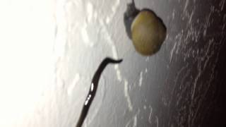 New Guinea flatworm and Snail