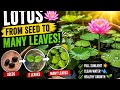 Lotus From Seed to Many Leaves 🌱 Amazing Growth Update